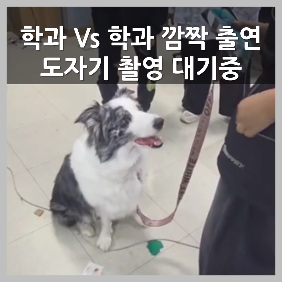 반려동물학과(3년제) 학과 VS 학과 깜짝 출연, 도자기는 촬영 대기 중