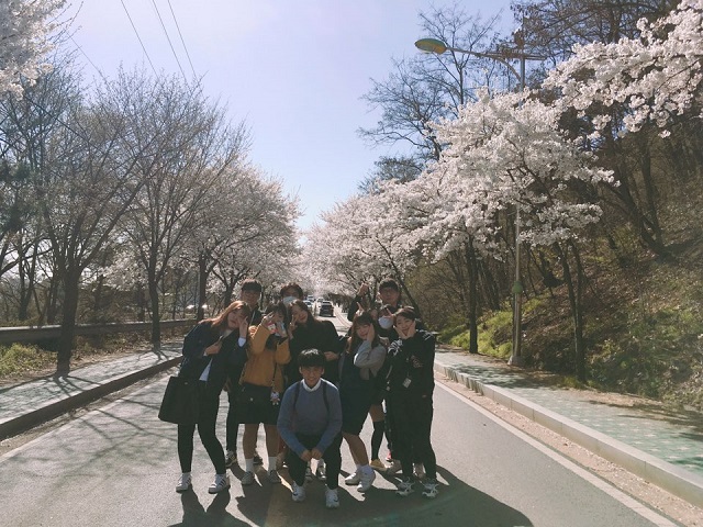 2017년 4월 12일 벚꽃제